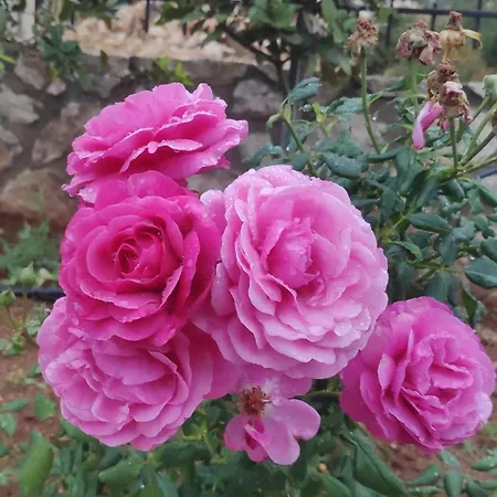 Alma Libre * Rethimnon