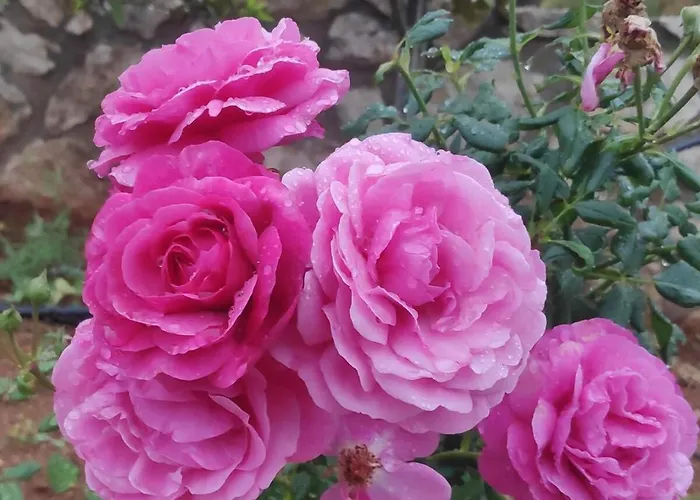 Alma Libre * Réthymnon